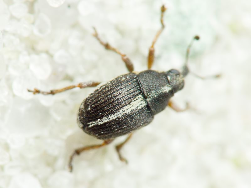 Oprohinus suturalis (Fabricius, 1775)